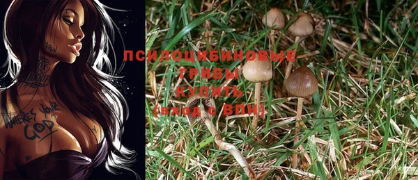 шишки Аркадак